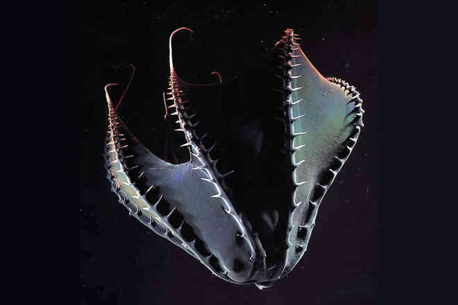 Vampyroteuthis infernalis: Loài ma cà rồng dưới đáy biển sâu - Ảnh 6. Vampyroteuthis infernalis: Loài ma cà rồng dưới đáy biển sâu - Ảnh 6.