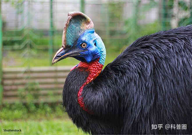 Cassowary: Loài chim nguy hiểm nhất hành tinh, ngay cả quân đội cũng phải nể sợ chúng vài phần