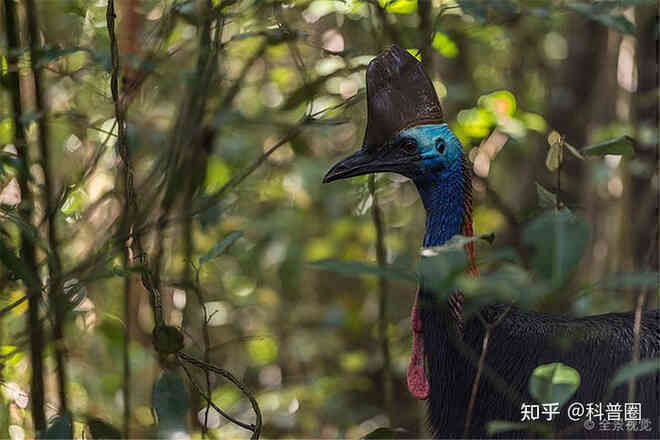 Cassowary: Loài chim nguy hiểm nhất hành tinh, ngay cả quân đội cũng phải nể sợ chúng vài phần - Ảnh 2. Cassowary: Loài chim nguy hiểm nhất hành tinh, ngay cả quân đội cũng phải nể sợ chúng vài phần - Ảnh 2.