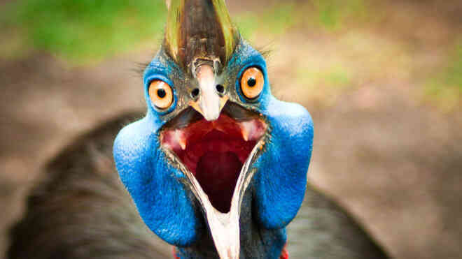 Cassowary: Loài chim nguy hiểm nhất hành tinh, ngay cả quân đội cũng phải nể sợ chúng vài phần - Ảnh 11. Cassowary: Loài chim nguy hiểm nhất hành tinh, ngay cả quân đội cũng phải nể sợ chúng vài phần - Ảnh 11.