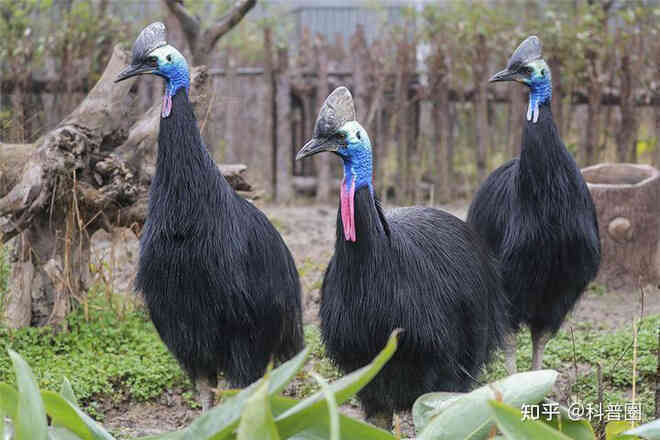 Cassowary: Loài chim nguy hiểm nhất hành tinh, ngay cả quân đội cũng phải nể sợ chúng vài phần - Ảnh 3. Cassowary: Loài chim nguy hiểm nhất hành tinh, ngay cả quân đội cũng phải nể sợ chúng vài phần - Ảnh 3.