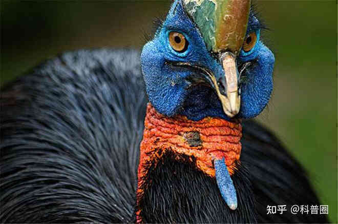 Cassowary: Loài chim nguy hiểm nhất hành tinh, ngay cả quân đội cũng phải nể sợ chúng vài phần - Ảnh 4. Cassowary: Loài chim nguy hiểm nhất hành tinh, ngay cả quân đội cũng phải nể sợ chúng vài phần - Ảnh 4.