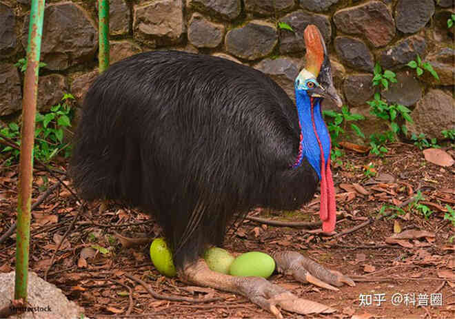 Cassowary: Loài chim nguy hiểm nhất hành tinh, ngay cả quân đội cũng phải nể sợ chúng vài phần - Ảnh 5. Cassowary: Loài chim nguy hiểm nhất hành tinh, ngay cả quân đội cũng phải nể sợ chúng vài phần - Ảnh 5.