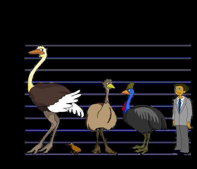 Cassowary: Loài chim nguy hiểm nhất hành tinh, ngay cả quân đội cũng phải nể sợ chúng vài phần - Ảnh 6. Cassowary: Loài chim nguy hiểm nhất hành tinh, ngay cả quân đội cũng phải nể sợ chúng vài phần - Ảnh 6.