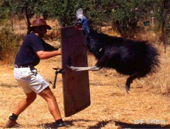 Cassowary: Loài chim nguy hiểm nhất hành tinh, ngay cả quân đội cũng phải nể sợ chúng vài phần - Ảnh 7. Cassowary: Loài chim nguy hiểm nhất hành tinh, ngay cả quân đội cũng phải nể sợ chúng vài phần - Ảnh 7.
