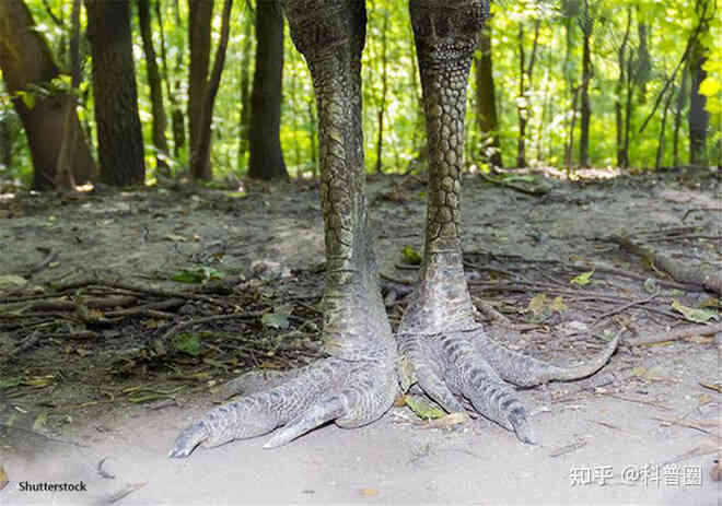 Cassowary: Loài chim nguy hiểm nhất hành tinh, ngay cả quân đội cũng phải nể sợ chúng vài phần - Ảnh 8. Cassowary: Loài chim nguy hiểm nhất hành tinh, ngay cả quân đội cũng phải nể sợ chúng vài phần - Ảnh 8.