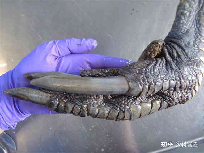 Cassowary: Loài chim nguy hiểm nhất hành tinh, ngay cả quân đội cũng phải nể sợ chúng vài phần - Ảnh 9. Cassowary: Loài chim nguy hiểm nhất hành tinh, ngay cả quân đội cũng phải nể sợ chúng vài phần - Ảnh 9.