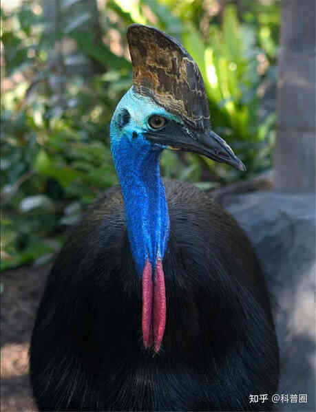 Cassowary: Loài chim nguy hiểm nhất hành tinh, ngay cả quân đội cũng phải nể sợ chúng vài phần - Ảnh 10. Cassowary: Loài chim nguy hiểm nhất hành tinh, ngay cả quân đội cũng phải nể sợ chúng vài phần - Ảnh 10.