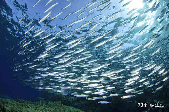 Phát hiện loài Thương long mới sở hữu cá miệng của loài cá sấu - Ảnh 5. Phát hiện loài Thương long mới sở hữu cá miệng của loài cá sấu - Ảnh 5.