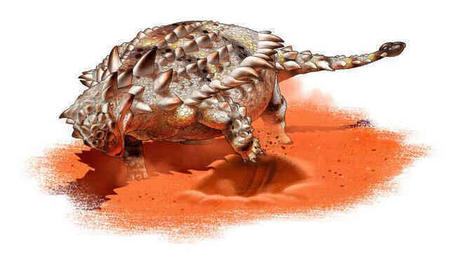 Giáp long đuôi chùy - Ankylosaurid có thể là một loài ưa thích đào bới