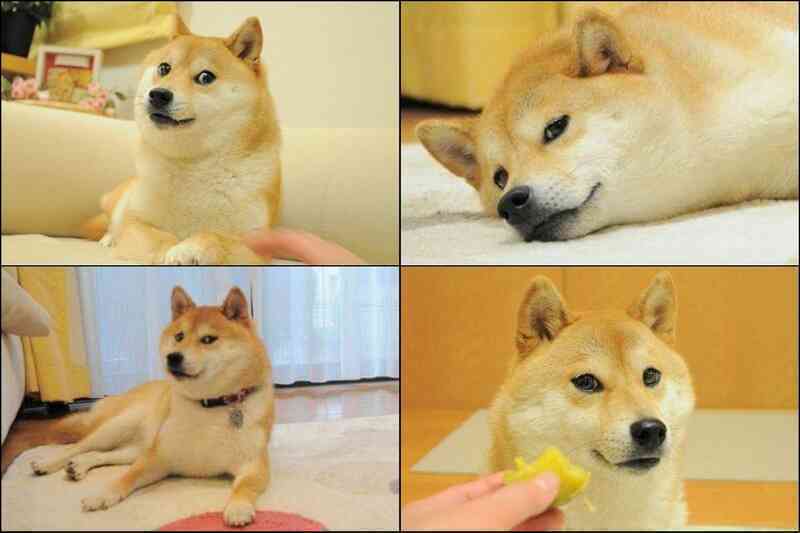 Biểu tượng chú chó Dogecoin từ đâu mà ra?
