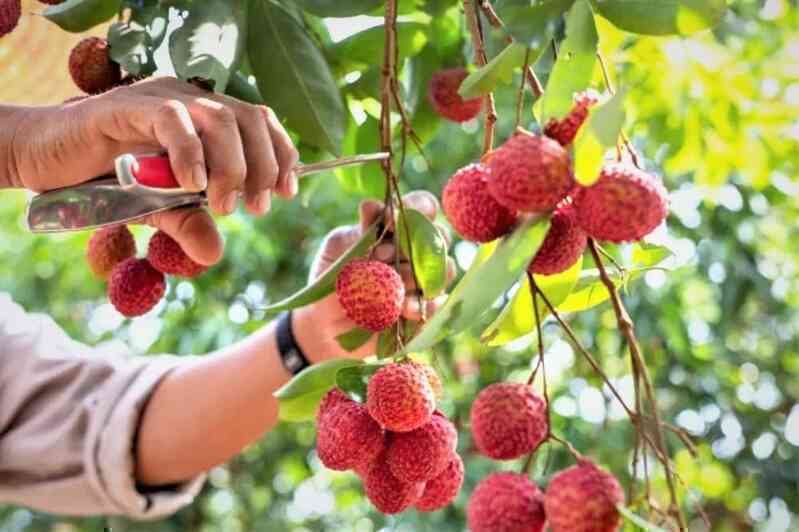 Giới thiệu về vải thiều và sự nổi bật của mùa vải thiều