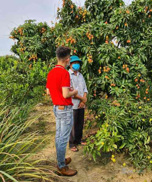 Nhiều nền tảng thương mại điện tử tham gia tiêu thụ vải thiều Bắc Giang, Hải Dương