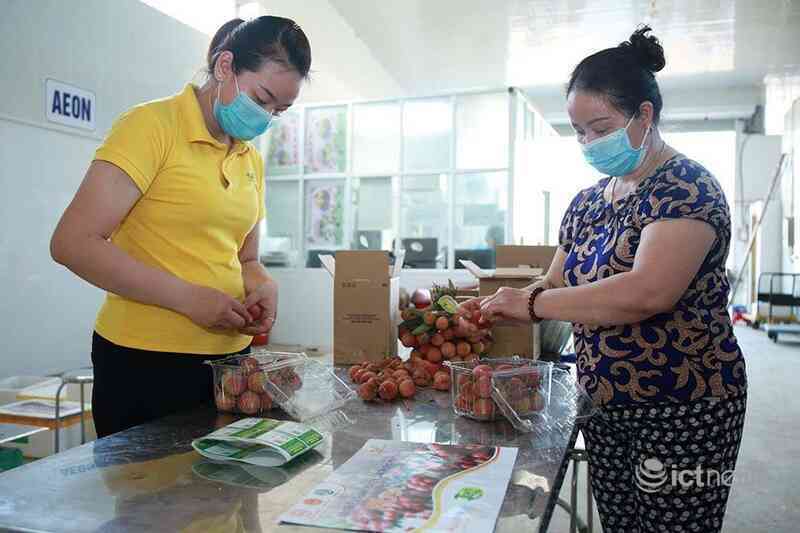 Nhiều nền tảng thương mại điện tử tham gia tiêu thụ vải thiều Bắc Giang, Hải Dương