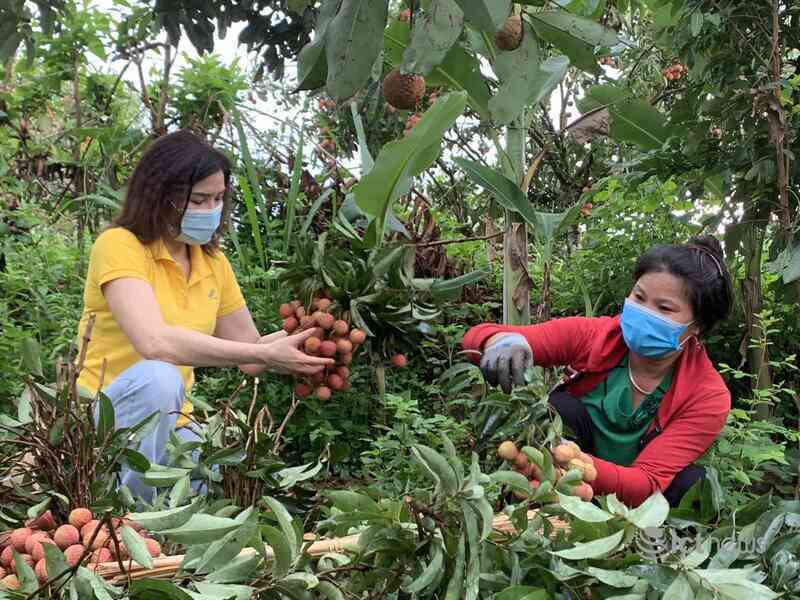 Vải Bắc Giang vào vụ, các sàn thương mại điện tử đồng loạt mở bán