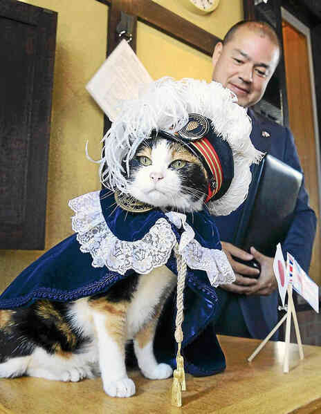  Chỉ nhờ một cô mèo hoang, công ty Nhật Bản lãi to 280 tỷ, thoát khỏi cảnh phá sản trong gang tấc - Ảnh 4.