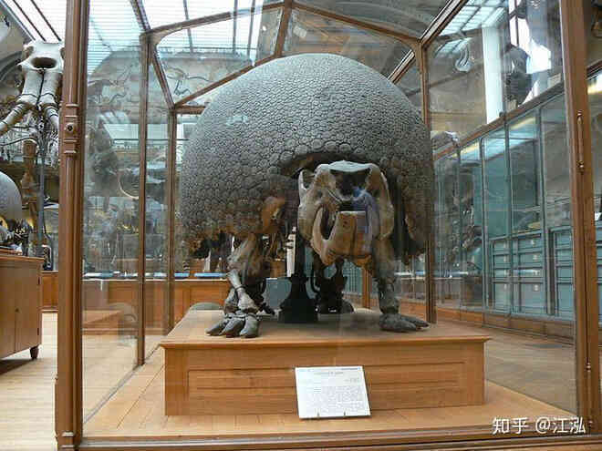Glyptodon: Lâu đài di động ở Nam Mỹ - Ảnh 3. Glyptodon: Lâu đài di động ở Nam Mỹ - Ảnh 3.