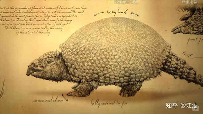 Glyptodon: Lâu đài di động ở Nam Mỹ - Ảnh 4. Glyptodon: Lâu đài di động ở Nam Mỹ - Ảnh 4.