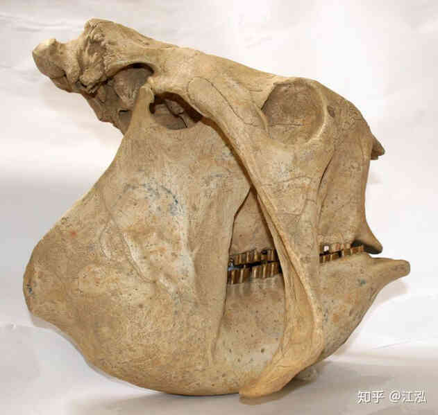Glyptodon: Lâu đài di động ở Nam Mỹ - Ảnh 6. Glyptodon: Lâu đài di động ở Nam Mỹ - Ảnh 6.