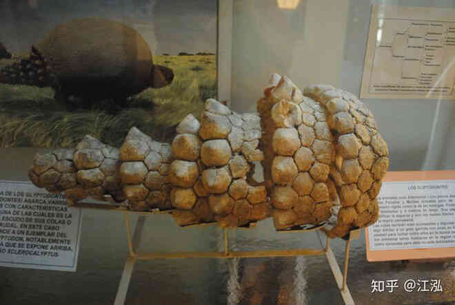 Glyptodon: Lâu đài di động ở Nam Mỹ - Ảnh 7. Glyptodon: Lâu đài di động ở Nam Mỹ - Ảnh 7.