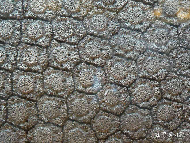 Glyptodon: Lâu đài di động ở Nam Mỹ - Ảnh 9. Glyptodon: Lâu đài di động ở Nam Mỹ - Ảnh 9.