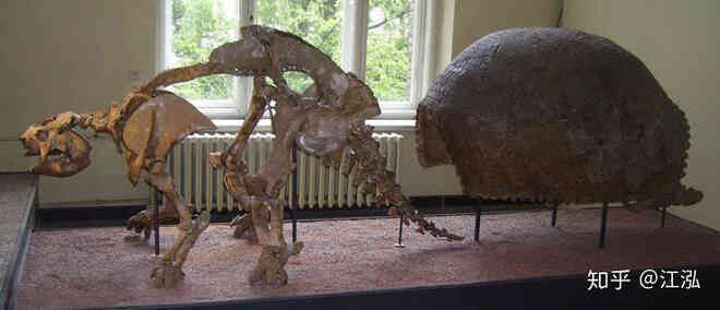 Glyptodon: Lâu đài di động ở Nam Mỹ - Ảnh 10. Glyptodon: Lâu đài di động ở Nam Mỹ - Ảnh 10.