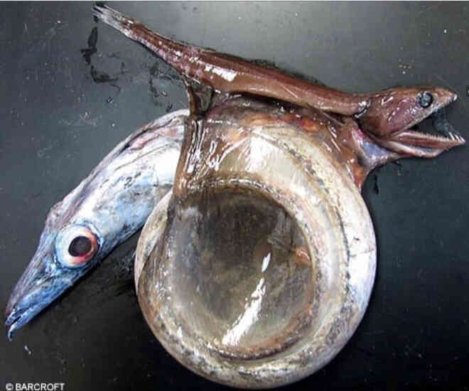 Chiasmodon niger: Ác mộng dưới đáy biển sâu - Ảnh 3. Chiasmodon niger: Ác mộng dưới đáy biển sâu - Ảnh 3.