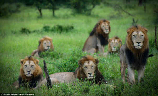 Mapogo: Liên minh 6 con sư tử đực thống lĩnh đồng cỏ Châu Phi