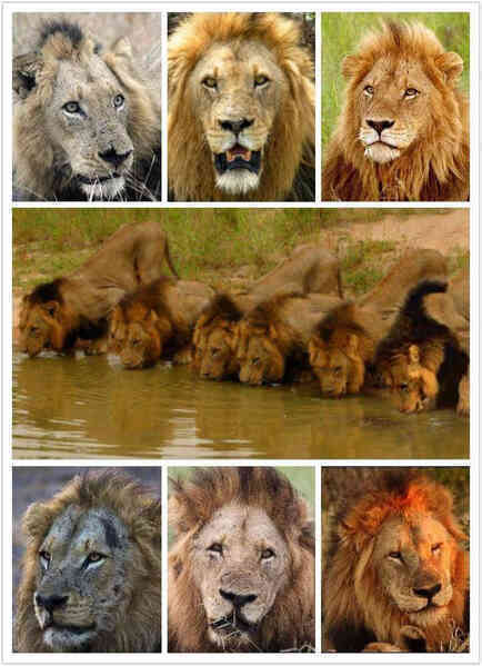 Mapogo: Liên minh 6 con sư tử đực thống lĩnh đồng cỏ Châu Phi - Ảnh 3.