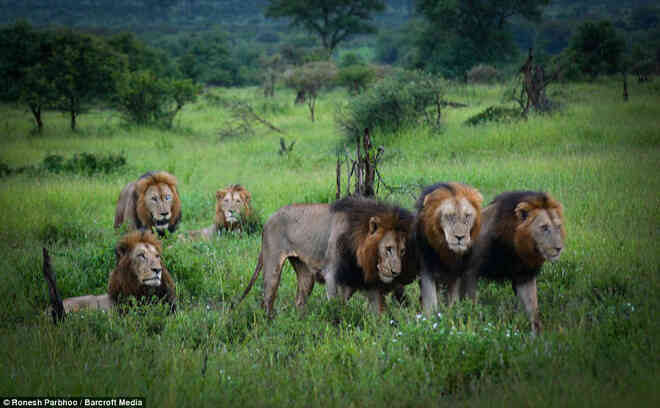 Mapogo: Liên minh 6 con sư tử đực thống lĩnh đồng cỏ Châu Phi - Ảnh 6.