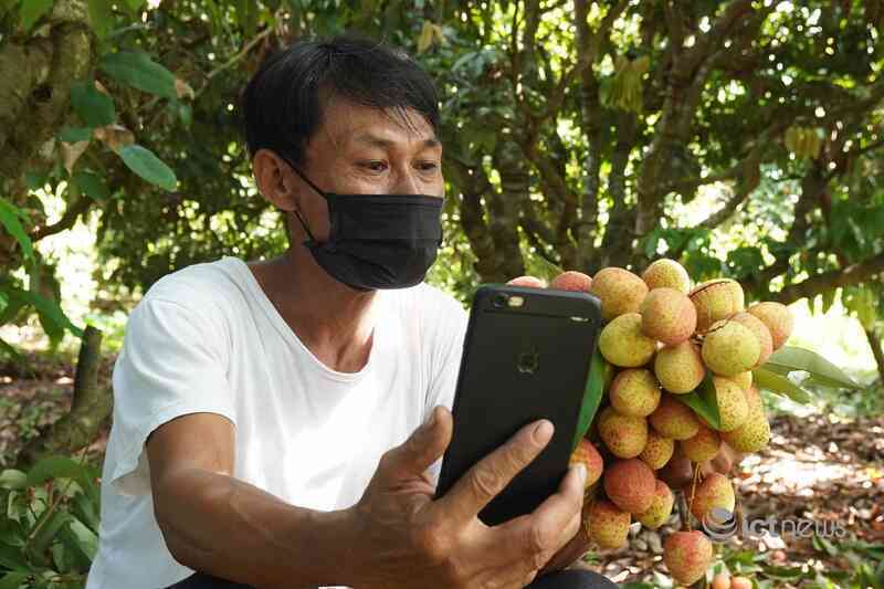 Chưa vào chính vụ, Postmart và Vỏ Sò đã tiêu thụ 515 tấn vải thiều Bắc Giang