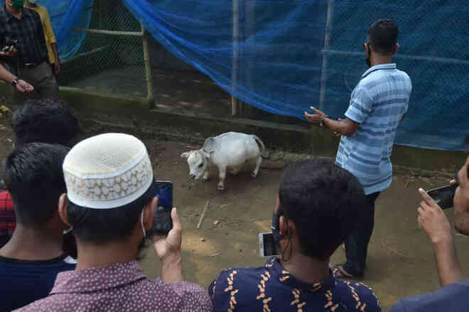 Bất chấp Covid-19 đang bùng phát, dân Bangladesh đổ xô đi chụp ảnh selfie với con bò nhỏ nhất thế giới