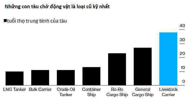 1.800 con bò bị bỏ đói trên biển và chịu kết cục thảm: Hồi chuông cảnh tỉnh về ngành công nghiệp buôn động vật sống quy mô 18 tỷ USD - Ảnh 3. 1.800 con bò bị bỏ đói trên biển và chịu kết cục thảm: Hồi chuông cảnh tỉnh về ngành công nghiệp buôn động vật sống quy mô 18 tỷ USD - Ảnh 3.