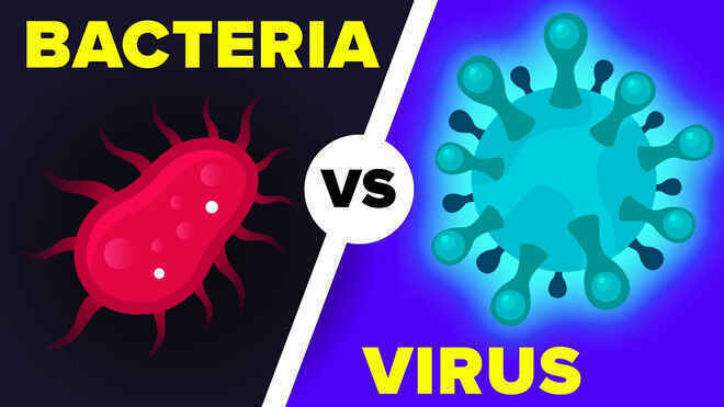 Nếu virus và vi khuẩn đánh nhau, con nào sẽ thắng con nào?