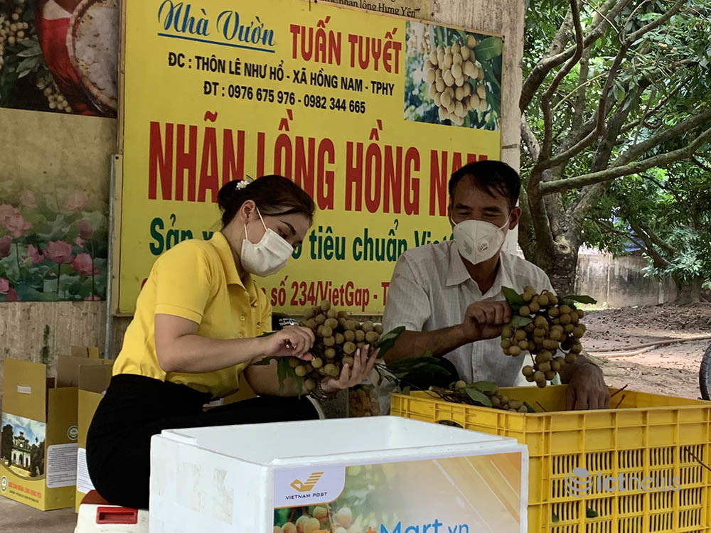 Nông dân Hưng Yên lên các sàn thương mại điện tử bán đặc sản nhãn lồng