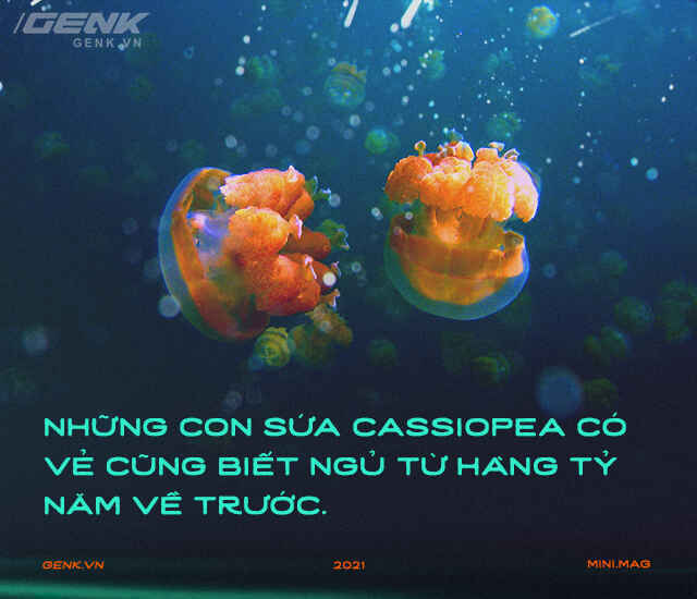 Gián có nằm ngửa khi ngủ không và hành trình đi tìm giấc ngủ nguyên sơ nhất lịch sử Trái Đất - Ảnh 6. Gián có nằm ngửa khi ngủ không và hành trình đi tìm giấc ngủ nguyên sơ nhất lịch sử Trái Đất - Ảnh 6.