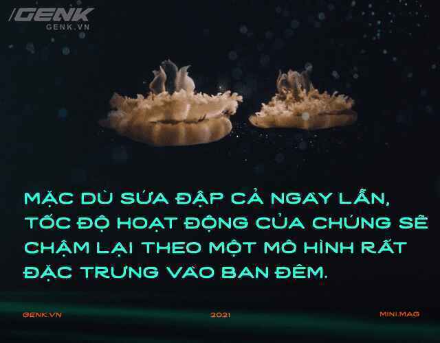 Gián có nằm ngửa khi ngủ không và hành trình đi tìm giấc ngủ nguyên sơ nhất lịch sử Trái Đất - Ảnh 7. Gián có nằm ngửa khi ngủ không và hành trình đi tìm giấc ngủ nguyên sơ nhất lịch sử Trái Đất - Ảnh 7.