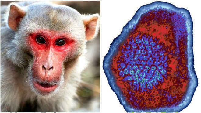 Trung Quốc lại báo cáo một virus lây từ khỉ sang người, nạn nhân đầu tiên đã tử vong