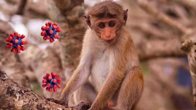 Trung Quốc lại báo cáo một virus lây từ khỉ sang người, nạn nhân đầu tiên đã tử vong - Ảnh 4. Trung Quốc lại báo cáo một virus lây từ khỉ sang người, nạn nhân đầu tiên đã tử vong - Ảnh 4.