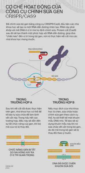 Làm sao để nâng cấp một trái tim? Hãy cấy DNA từ những nhà vô địch Olympic - Ảnh 13.