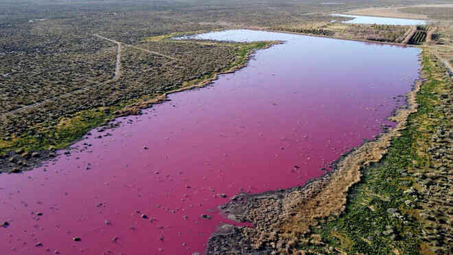 Đang yên đang lành, một đầm phá ở Argentina bỗng nhiên chuyển sang màu hồng - Ảnh 2.