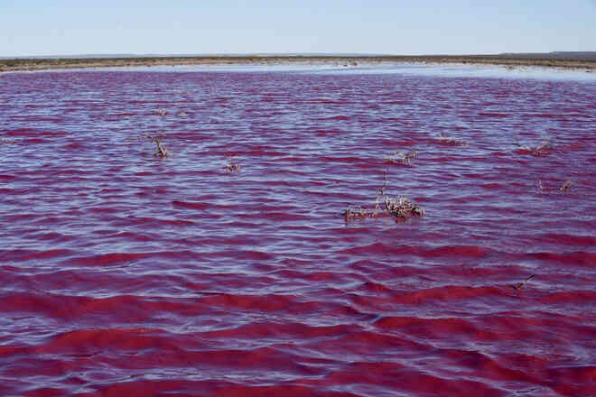 Đang yên đang lành, một đầm phá ở Argentina bỗng nhiên chuyển sang màu hồng - Ảnh 4.