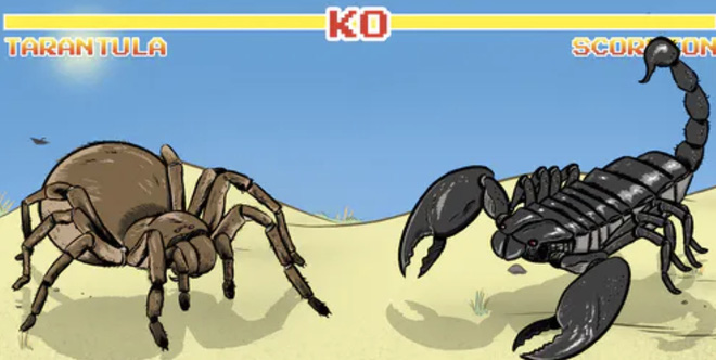 Bọ cạp đối đầu nhện tarantula, kẻ nào sẽ chiến thắng? Các nhà khoa học đã có câu trả lời