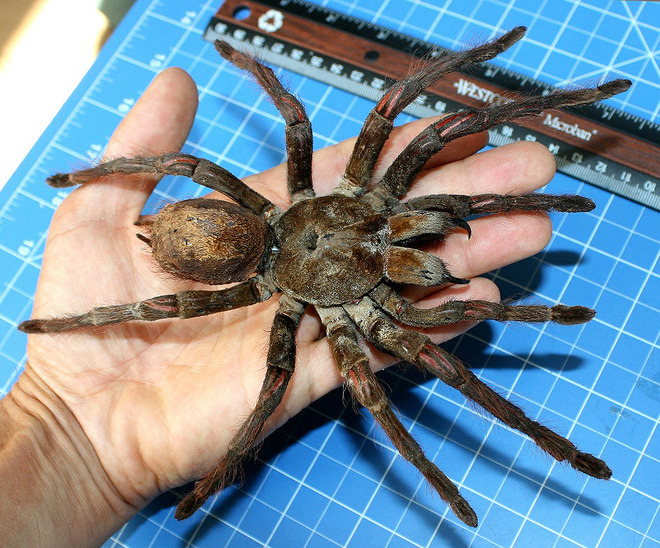Bọ cạp đối đầu nhện tarantula, kẻ nào sẽ chiến thắng? Các nhà khoa học đã có câu trả lời - Ảnh 5. Bọ cạp đối đầu nhện tarantula, kẻ nào sẽ chiến thắng? Các nhà khoa học đã có câu trả lời - Ảnh 5.