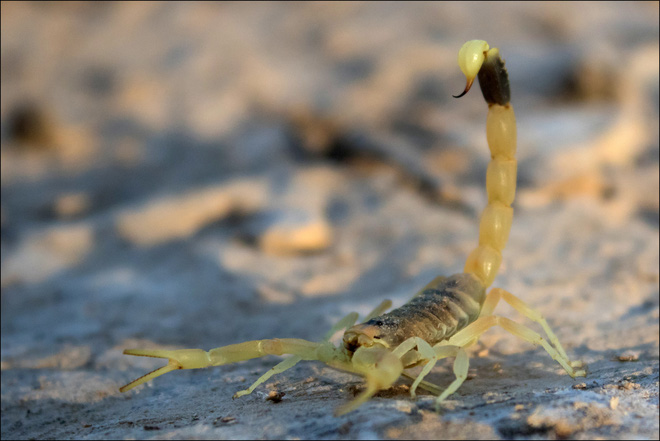 Bọ cạp đối đầu nhện tarantula, kẻ nào sẽ chiến thắng? Các nhà khoa học đã có câu trả lời - Ảnh 6. Bọ cạp đối đầu nhện tarantula, kẻ nào sẽ chiến thắng? Các nhà khoa học đã có câu trả lời - Ảnh 6.