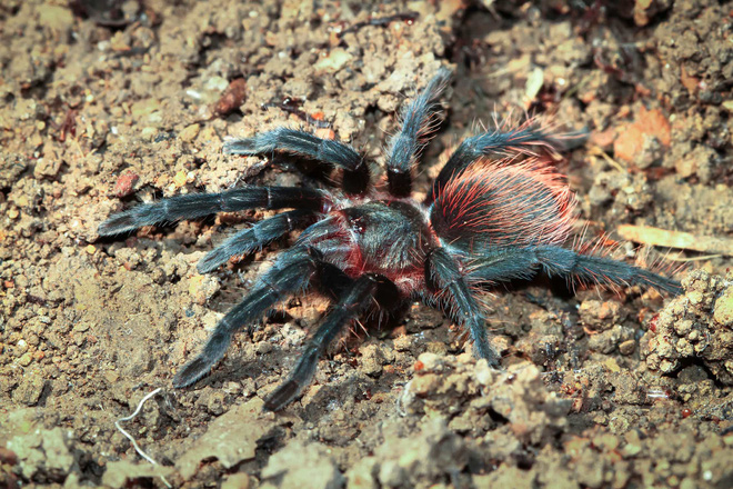 Bọ cạp đối đầu nhện tarantula, kẻ nào sẽ chiến thắng? Các nhà khoa học đã có câu trả lời - Ảnh 9. Bọ cạp đối đầu nhện tarantula, kẻ nào sẽ chiến thắng? Các nhà khoa học đã có câu trả lời - Ảnh 9.