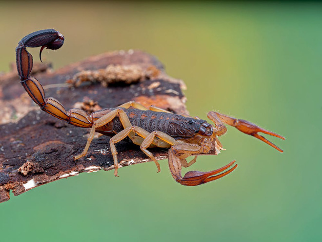 Bọ cạp đối đầu nhện tarantula, kẻ nào sẽ chiến thắng? Các nhà khoa học đã có câu trả lời - Ảnh 10. Bọ cạp đối đầu nhện tarantula, kẻ nào sẽ chiến thắng? Các nhà khoa học đã có câu trả lời - Ảnh 10.