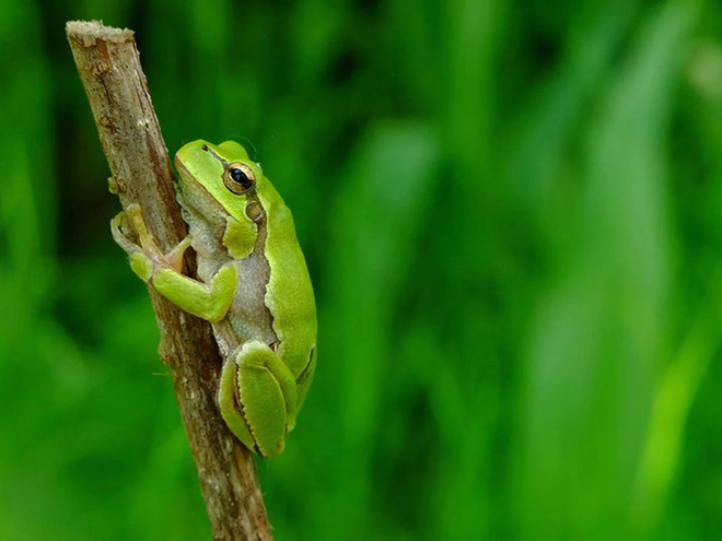 Nếu rò rỉ hạt nhân xảy ra trên một hòn đảo biệt lập với môi trường sinh thái hoàn chỉnh: sau 100 năm nữa, tất cả động thực có trở thành sinh vật đột biến không? - Ảnh 2.