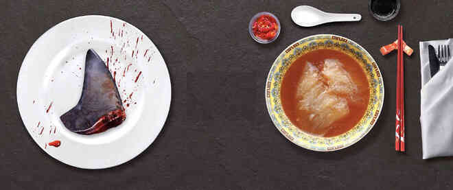 Kẻ săn mồi trở thành con mồi: Hàng trăm triệu con cá mập đối mặt với các chuyến đi săn đẫm máu của con người mỗi năm - Ảnh 4.