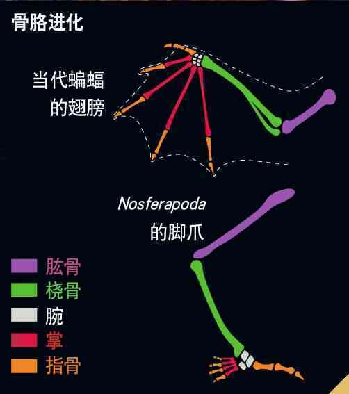 10 triệu năm nữa các loài động vật sẽ như thế nào? - Ảnh 4.